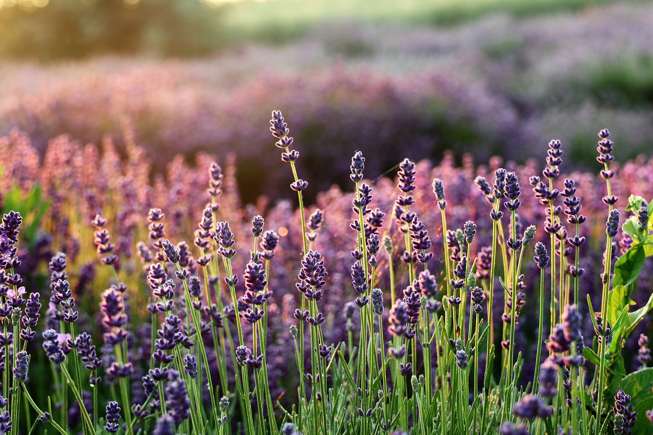 proprietà e benefici della lavanda