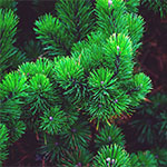 black_pine