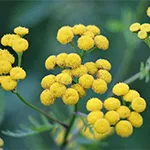 helichrysum