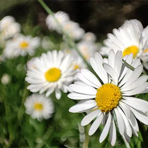 white flowers